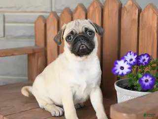 Pug dogs for sale: Alex - Ad 1