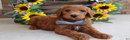 Goldendoodle dogs for sale: Rusty - Ad 7