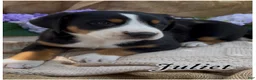 Greater Swiss Mountain Dog dogs for sale: AKC JULIET - Ad 3