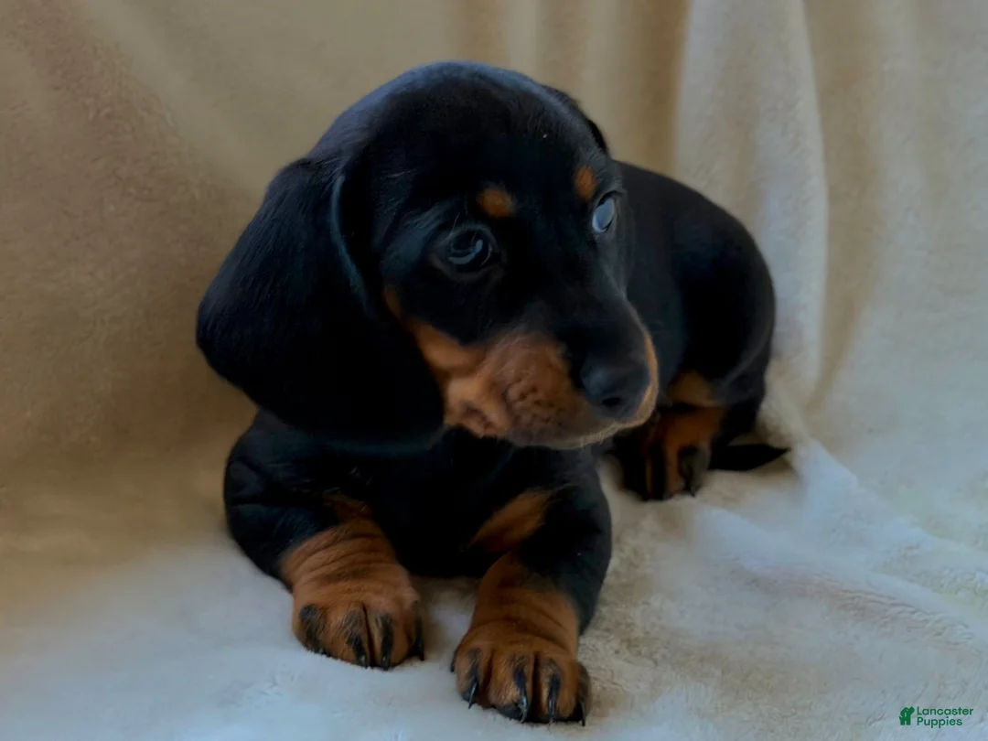 Miniature Dachshund dogs for sale: Charlie - Ad 2