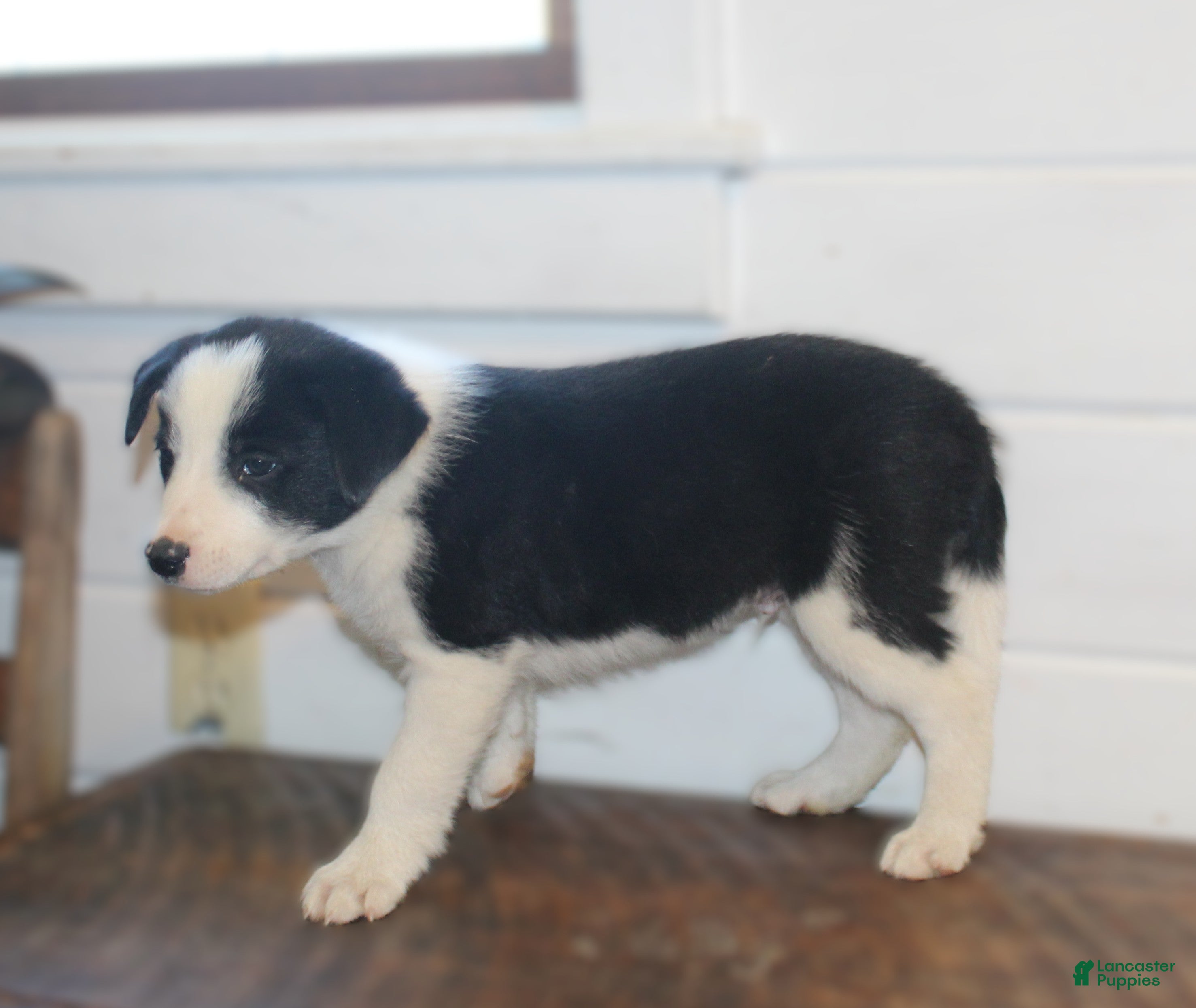 Border Collie dogs Parker - Ad 2