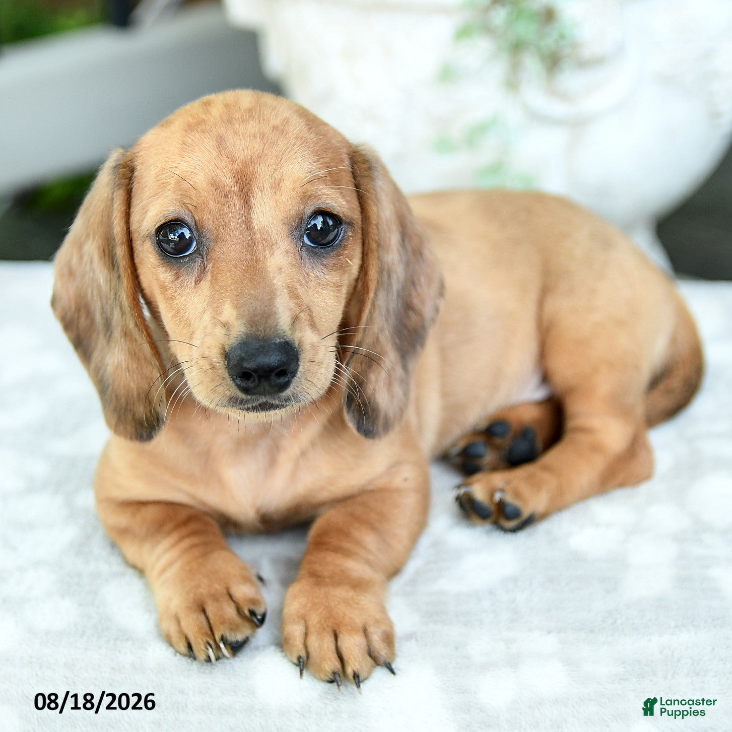 Miniature Dachshund dogs Tessa - Ad 2