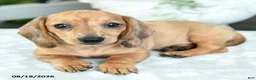 Miniature Dachshund dogs for sale: Tessa - Ad 2