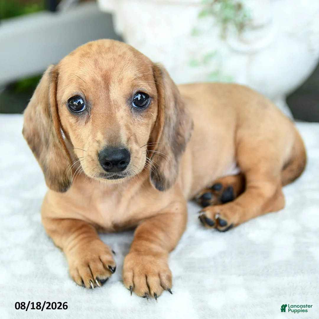 Miniature Dachshund dogs for sale: Tessa - Ad 2