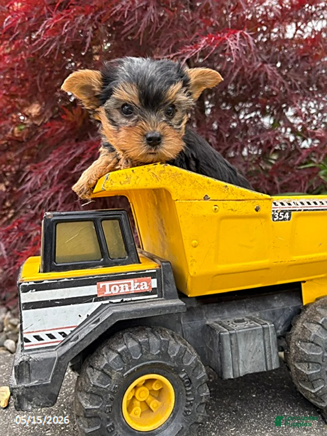 Yorkshire Terrier dogs for sale: Jax - Ad 2