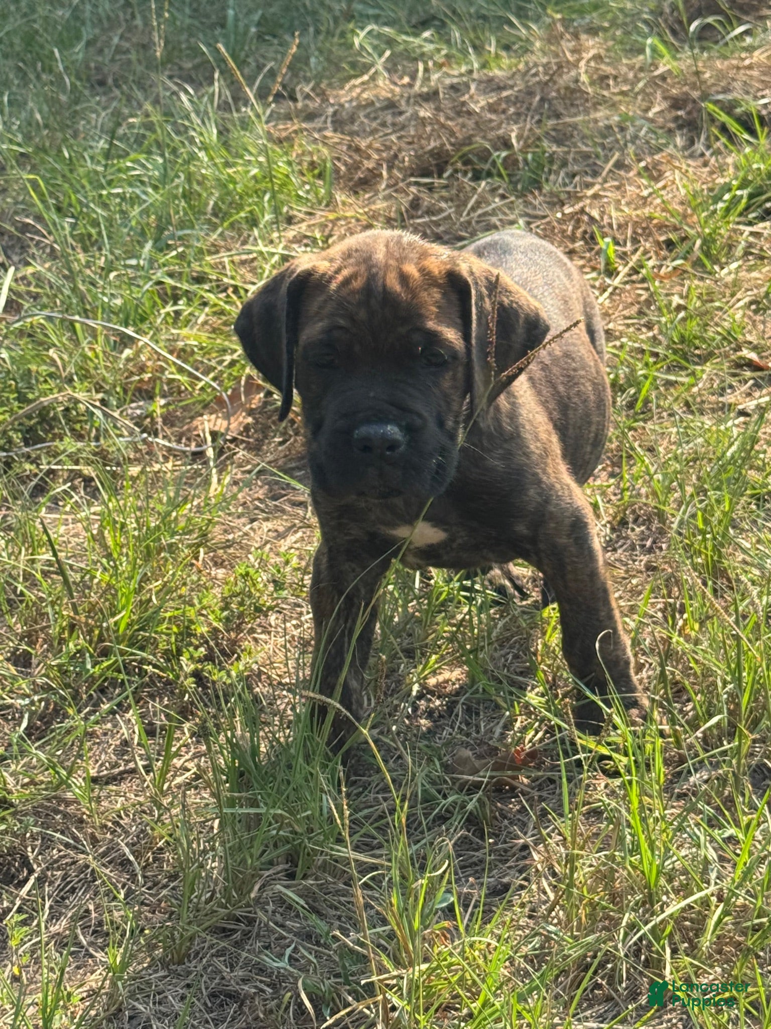 Cane Corso dogs for sale: Cane Corso 2 - Ad 4