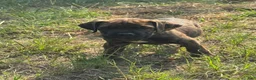 Cane Corso dogs for sale: Cane Corso 2 - Ad 1