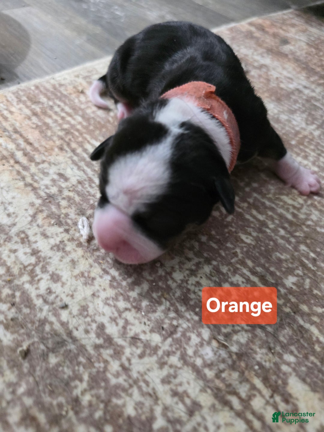 Mixed Breed dogs for sale: Orange - Ad 5