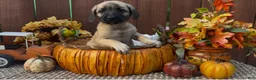 Mixed Breed dogs for sale: Mixed Breed 2 - Ad 7