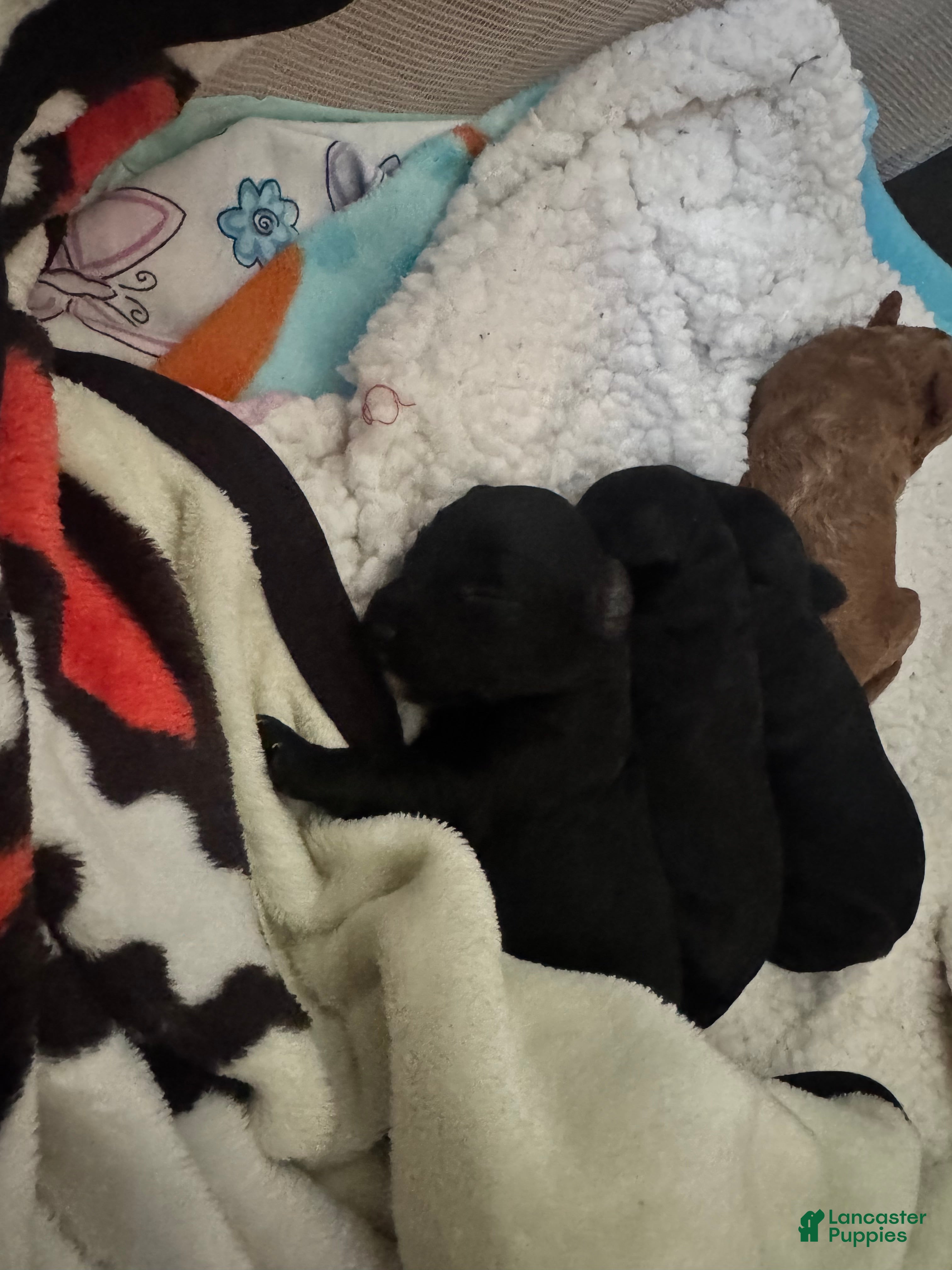 Miniature Poodle dogs for sale: Miniature Poodle 2 - Ad 33