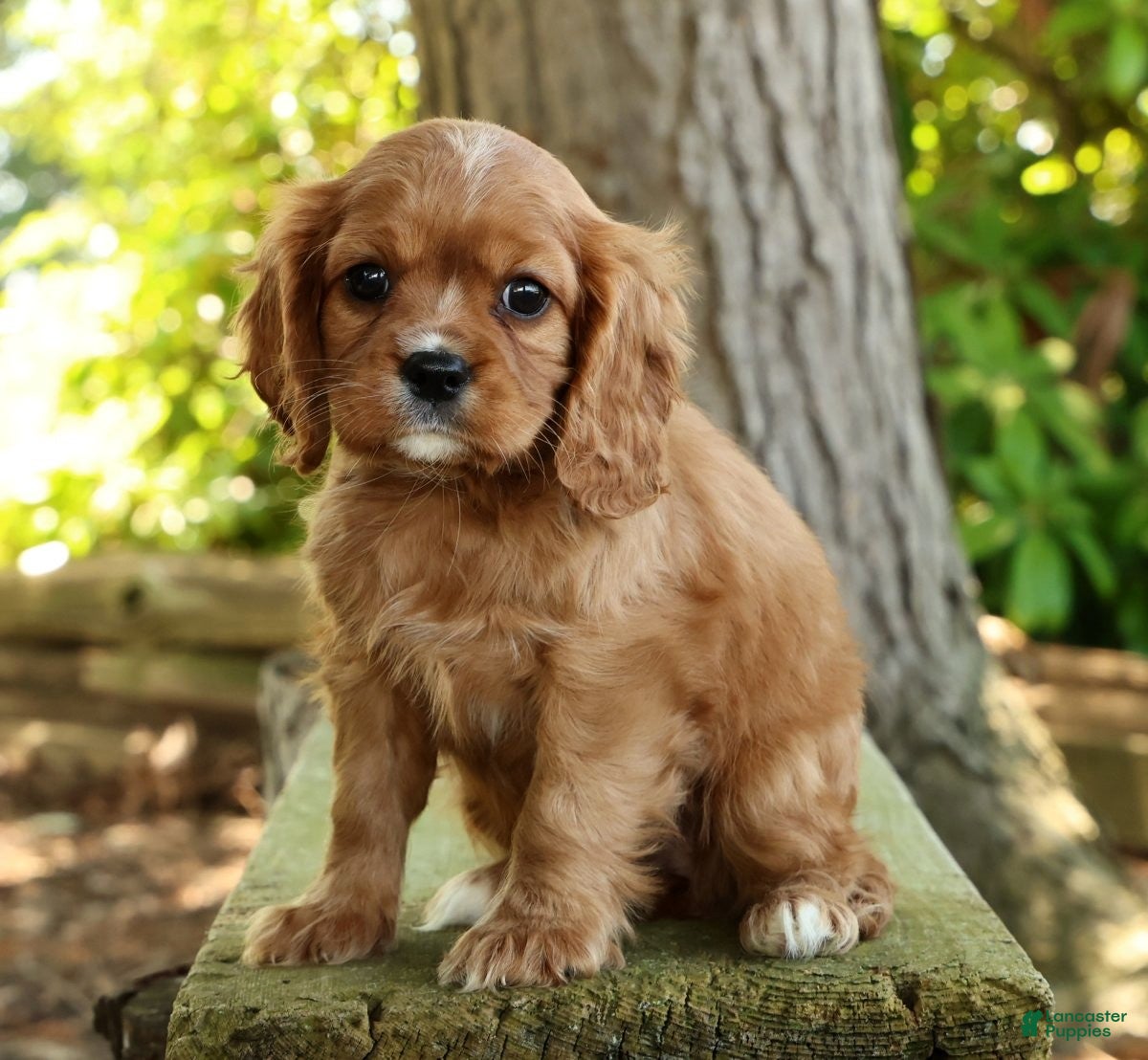 Cavalier King Charles Spaniel dogs for sale: Callie - Ad 3
