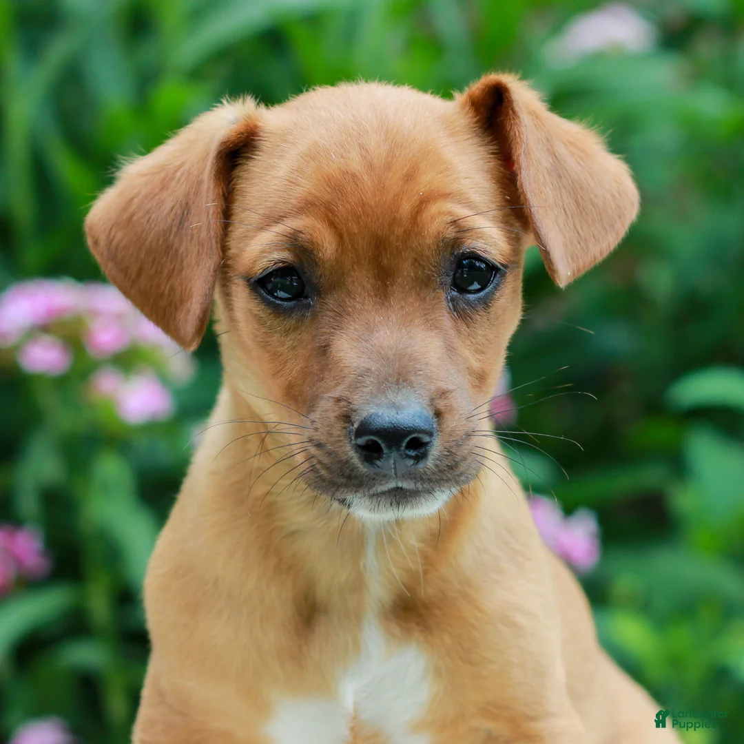 Mixed Breed dogs for sale: Andy  - Ad 1