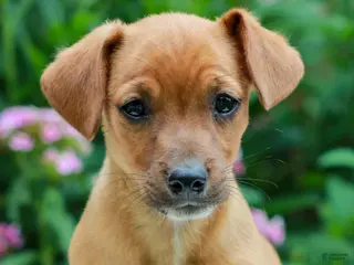 Mixed Breed dogs for sale: Andy - Ad 4