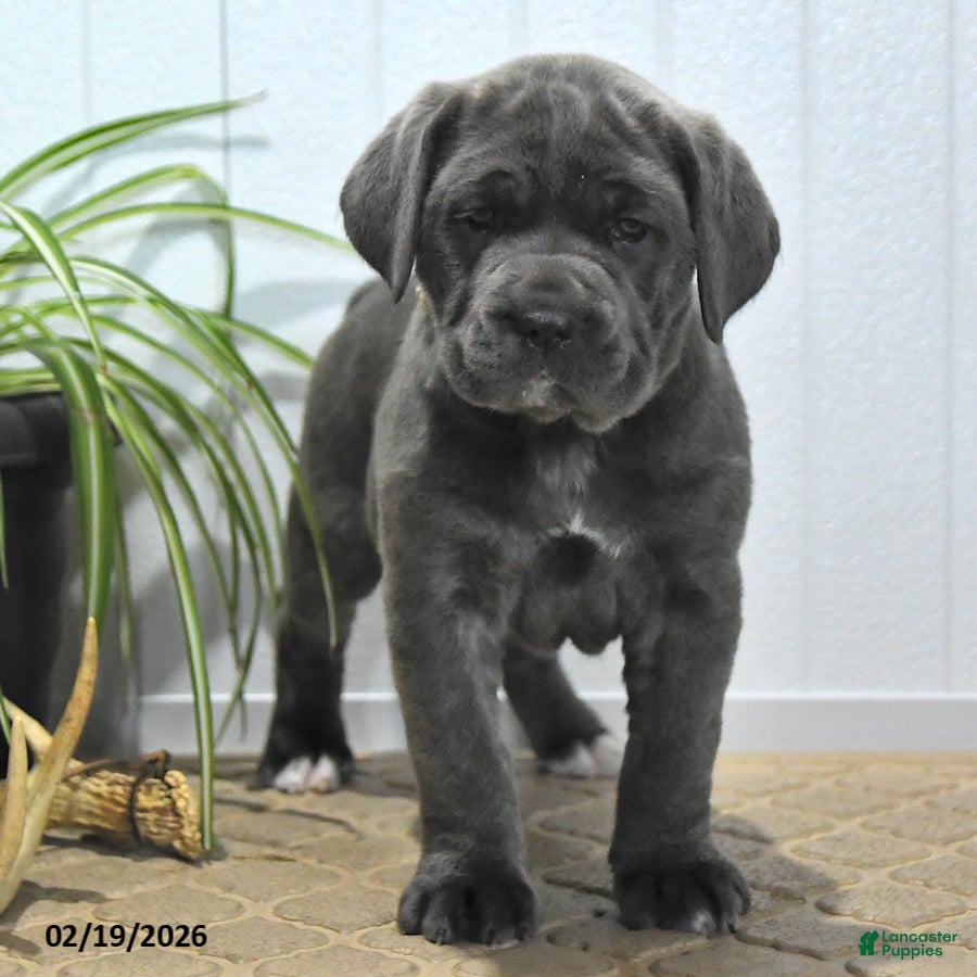Cane Corso dogs Gina - Ad 2