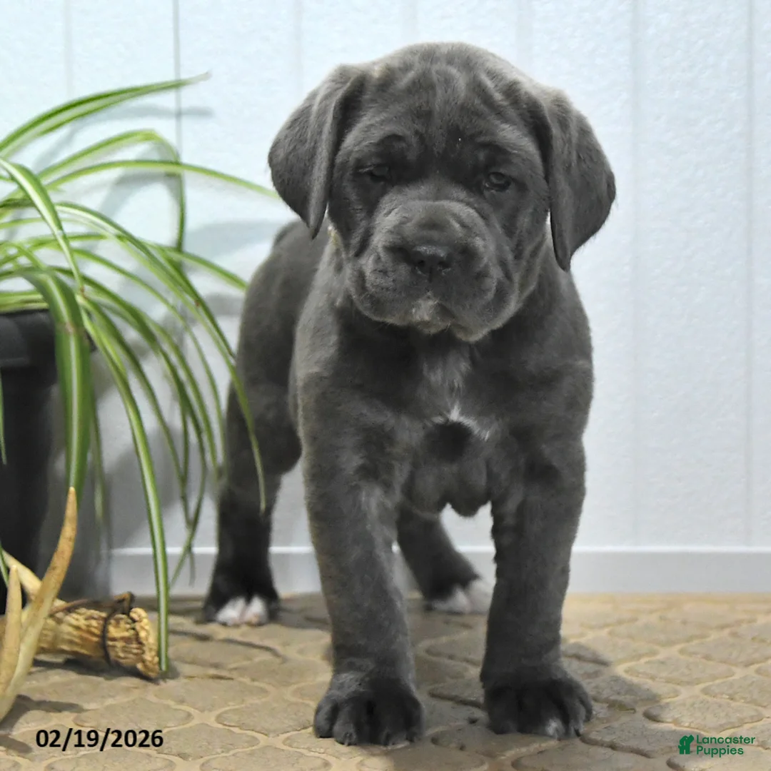 Cane Corso dogs for sale: Gina - Ad 2