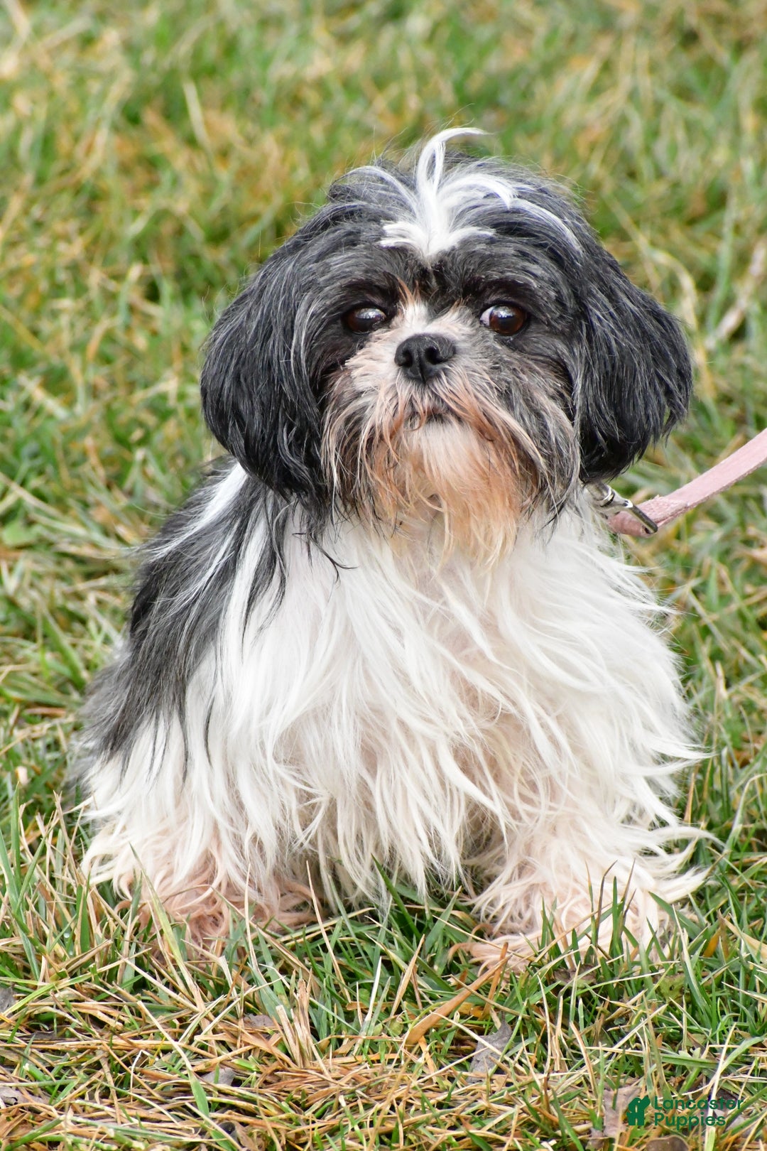 Teddy Bear dogs for sale: Clover - Ad 9