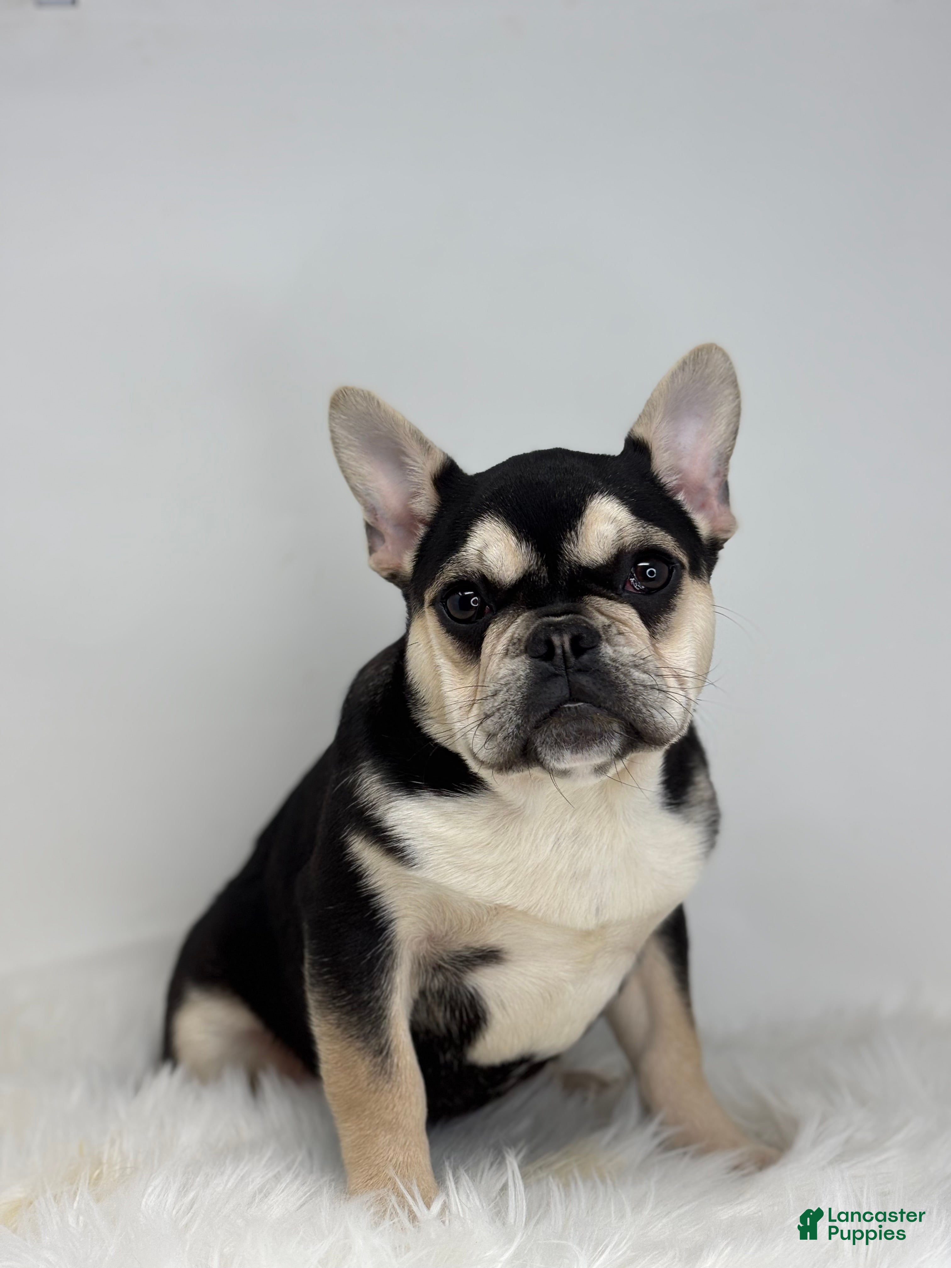 French Bulldog dogs Blake - Ad 23