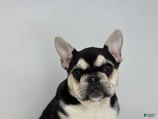 French Bulldog dogs Blake - Ad 23