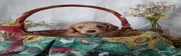 Mini Goldendoodle dogs for sale: Mini Goldendoodle, Whisper - Ad 5
