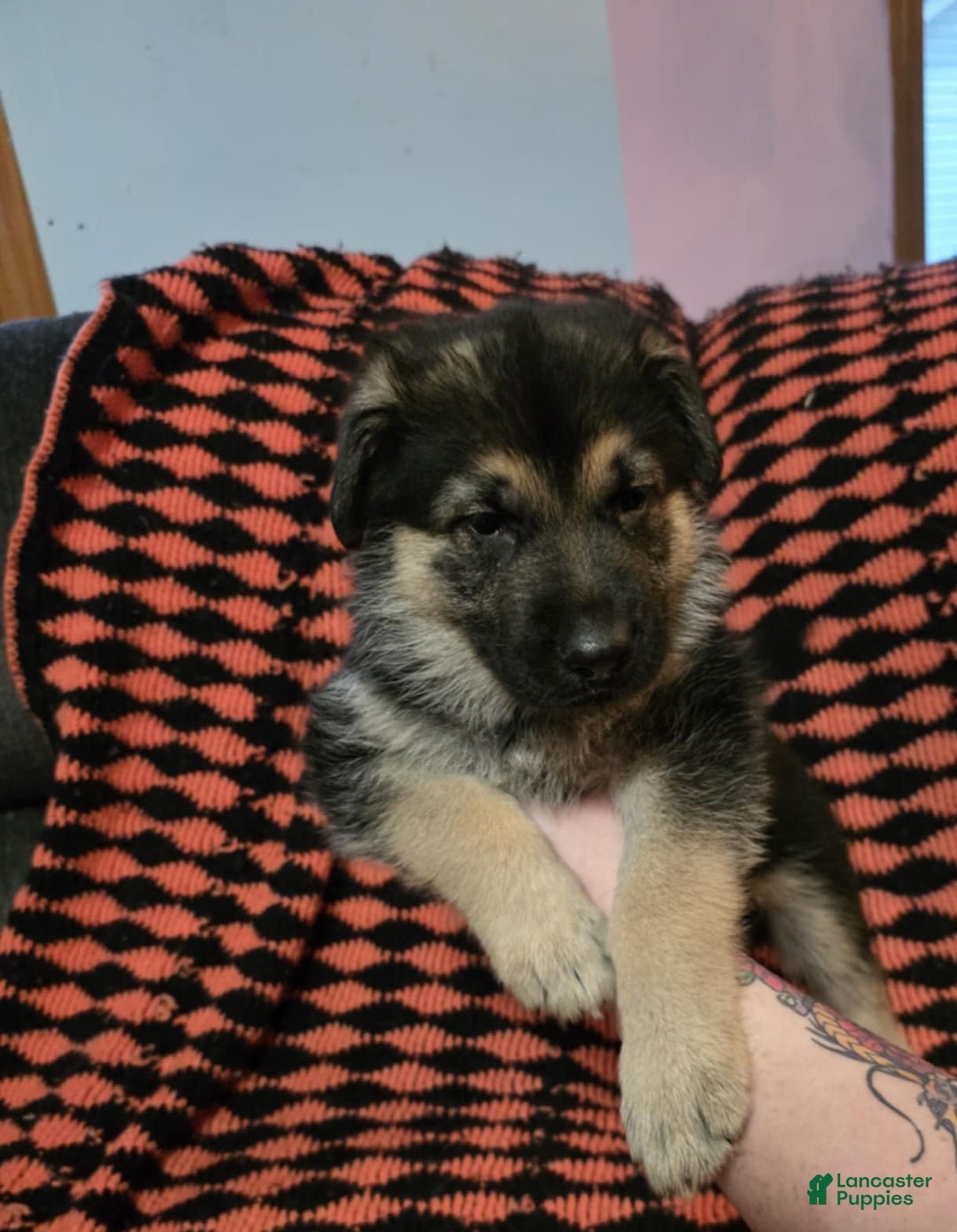 German Shepherd dogs for sale: Midnight - Ad 2