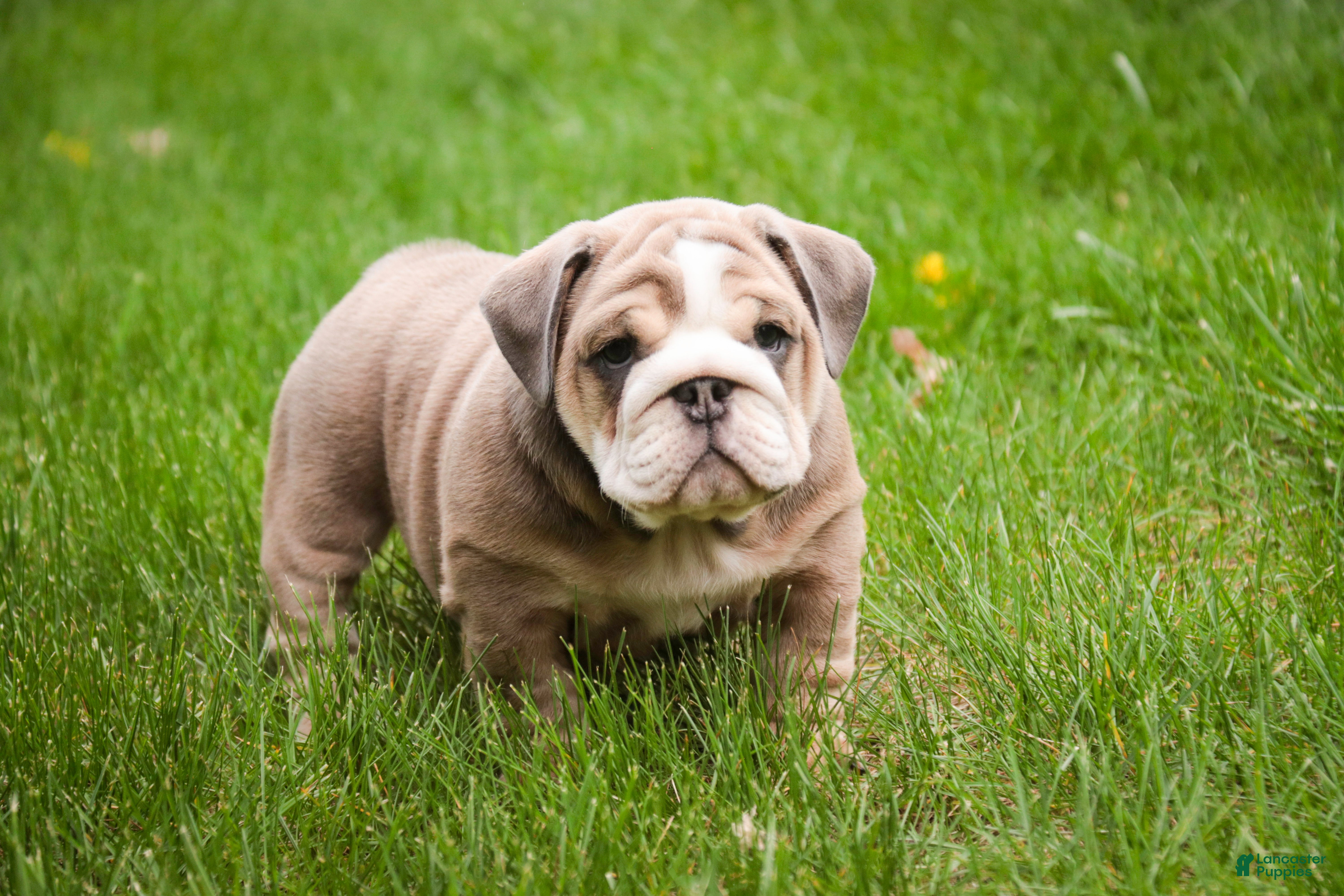 English Bulldog dogs Annaliese - Ad 2