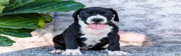 Great Dane dogs for sale: Ellie - Ad 1