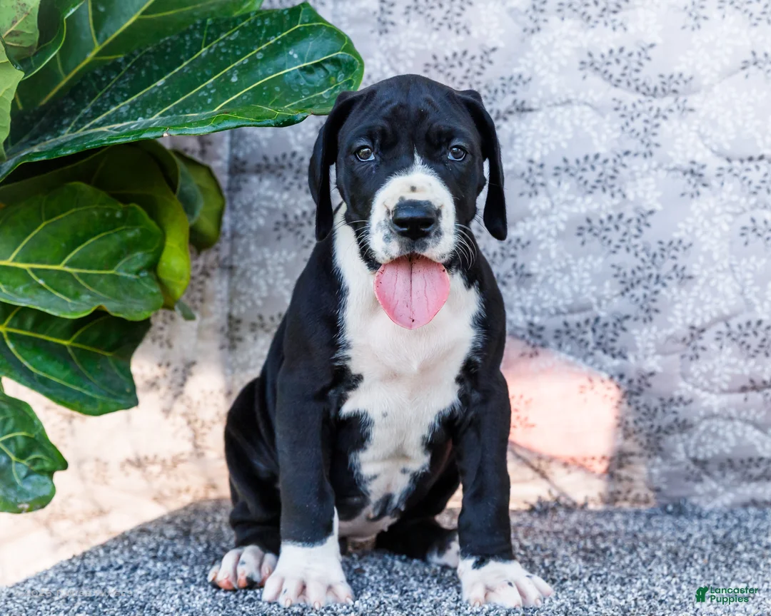 Great Dane dogs for sale: Ellie - Ad 1