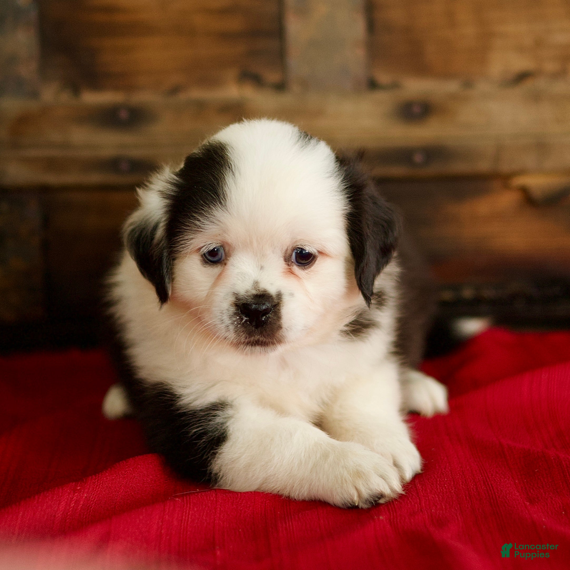 Mixed Breed dogs for sale: Bailey - Ad 1