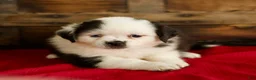 Mixed Breed dogs for sale: Bailey - Ad 3