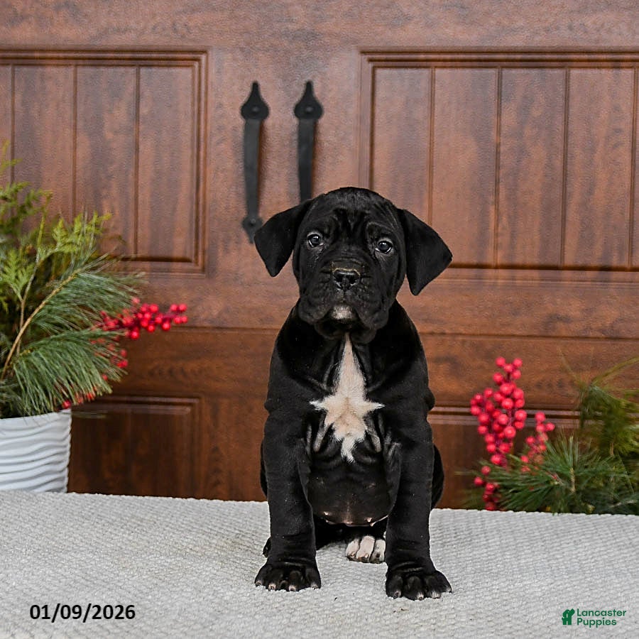 Cane Corso dogs Toffee - Ad 3