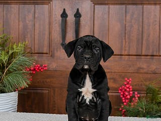 Cane Corso dogs Toffee - Ad 3