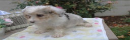 Mini Aussiedoodle dogs for sale: Aussie-doodle Puppy 4 benny - Ad 3