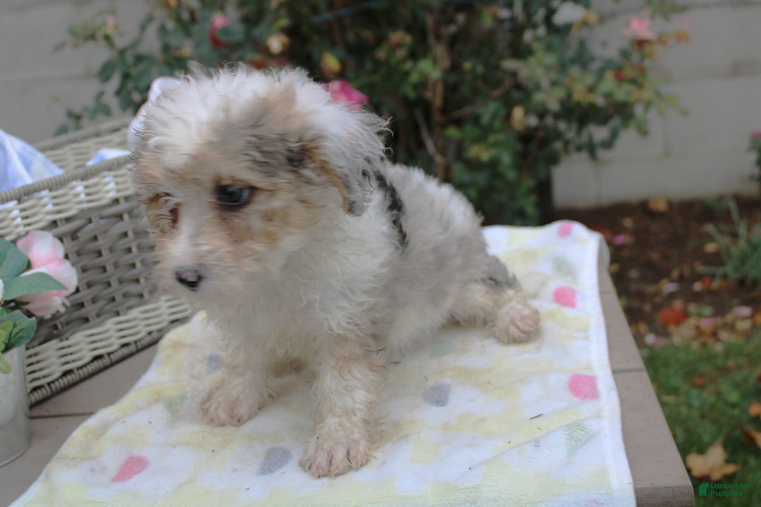 Mini Aussiedoodle dogs for sale: Aussie-doodle Puppy 4 benny - Ad 3