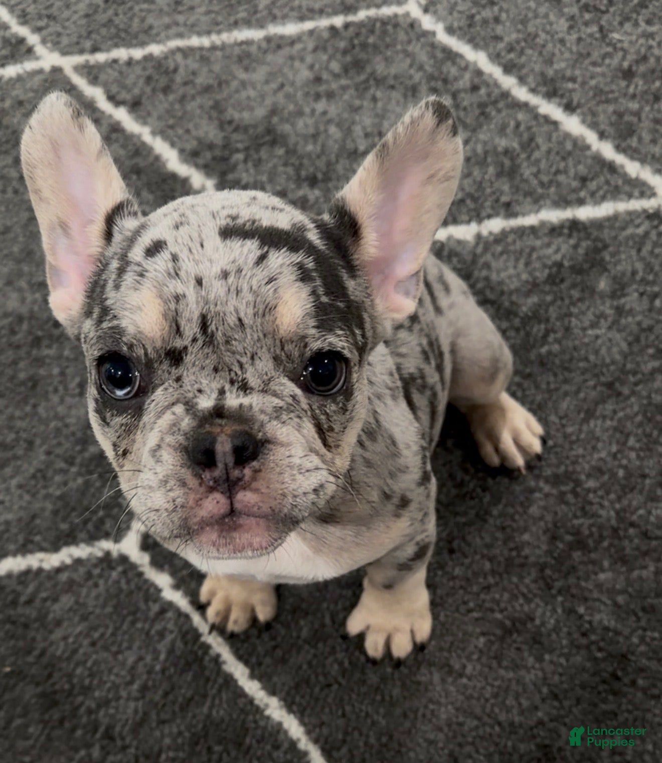 French Bulldog dogs for sale: Bean - Ad 1