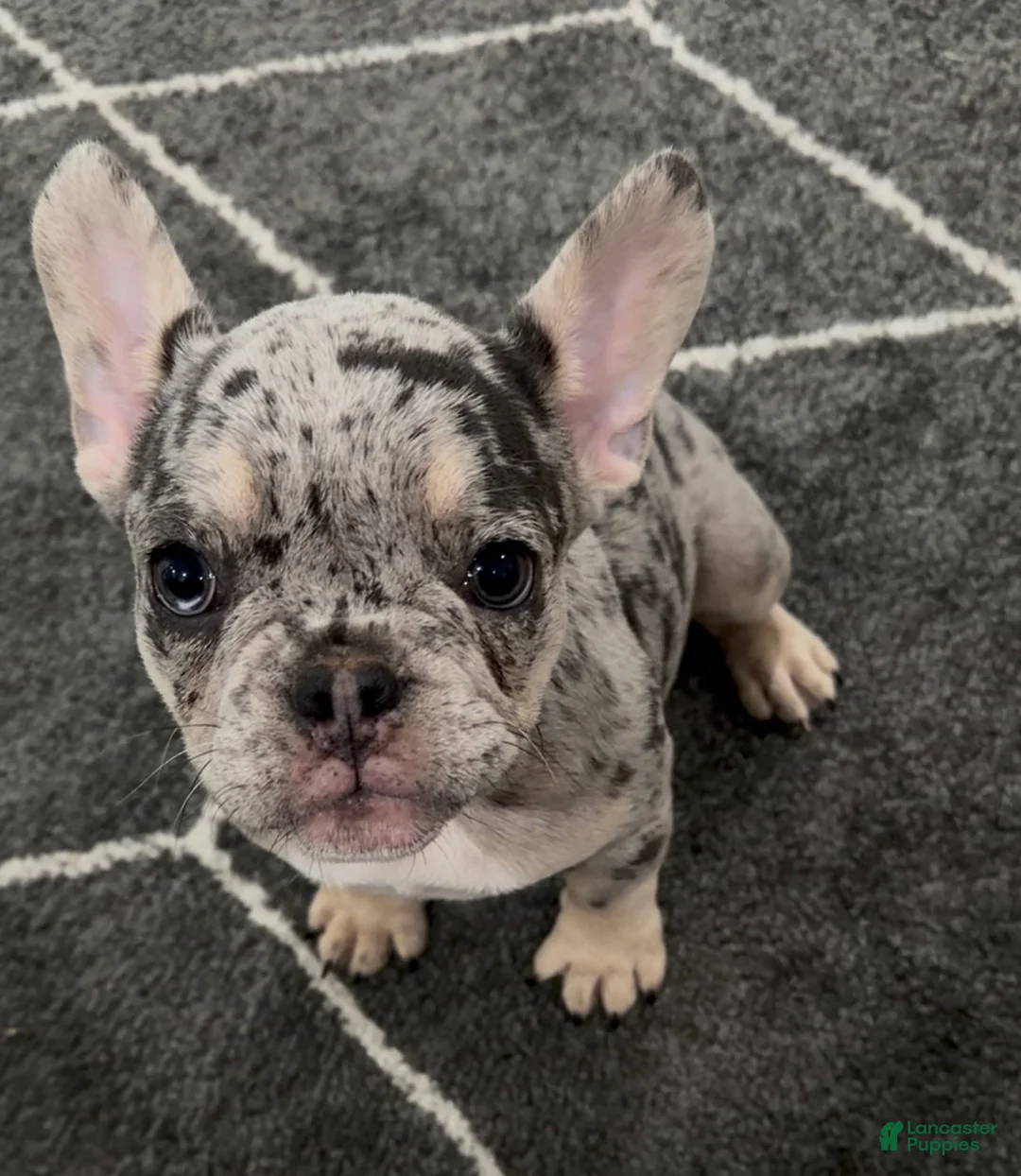 French Bulldog dogs for sale: Bean - Ad 1