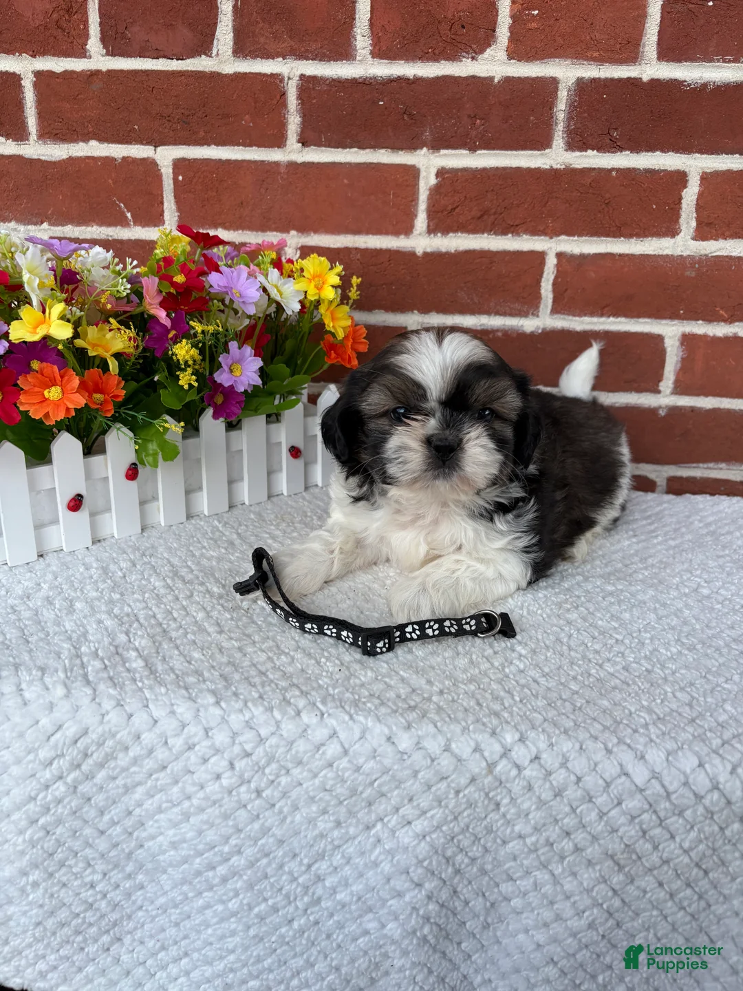 Shih Tzu dogs for sale: Cody - Ad 1