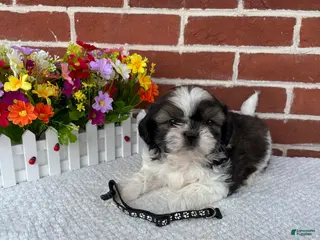 Shih Tzu dogs for sale: Cody - Ad 1
