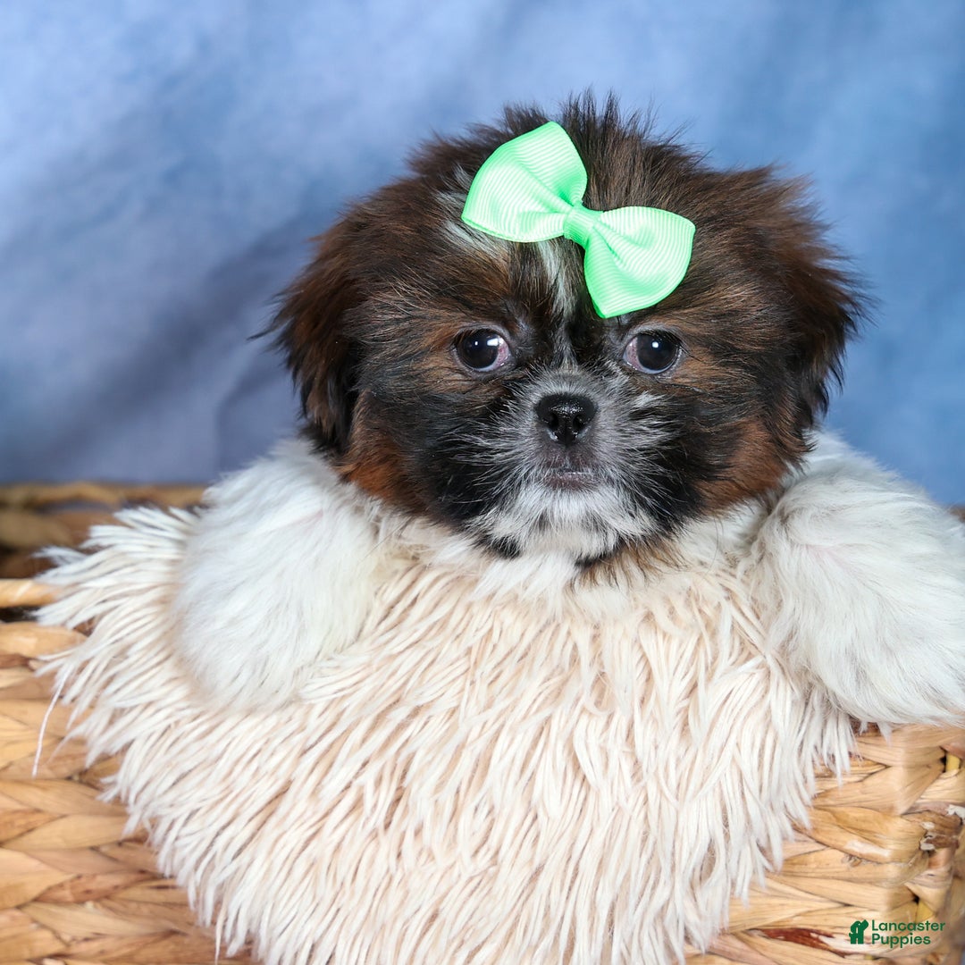 Shih Tzu dogs for sale: MARLEY - Ad 14