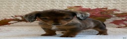 Miniature Dachshund dogs for sale: Mini - Ad 2