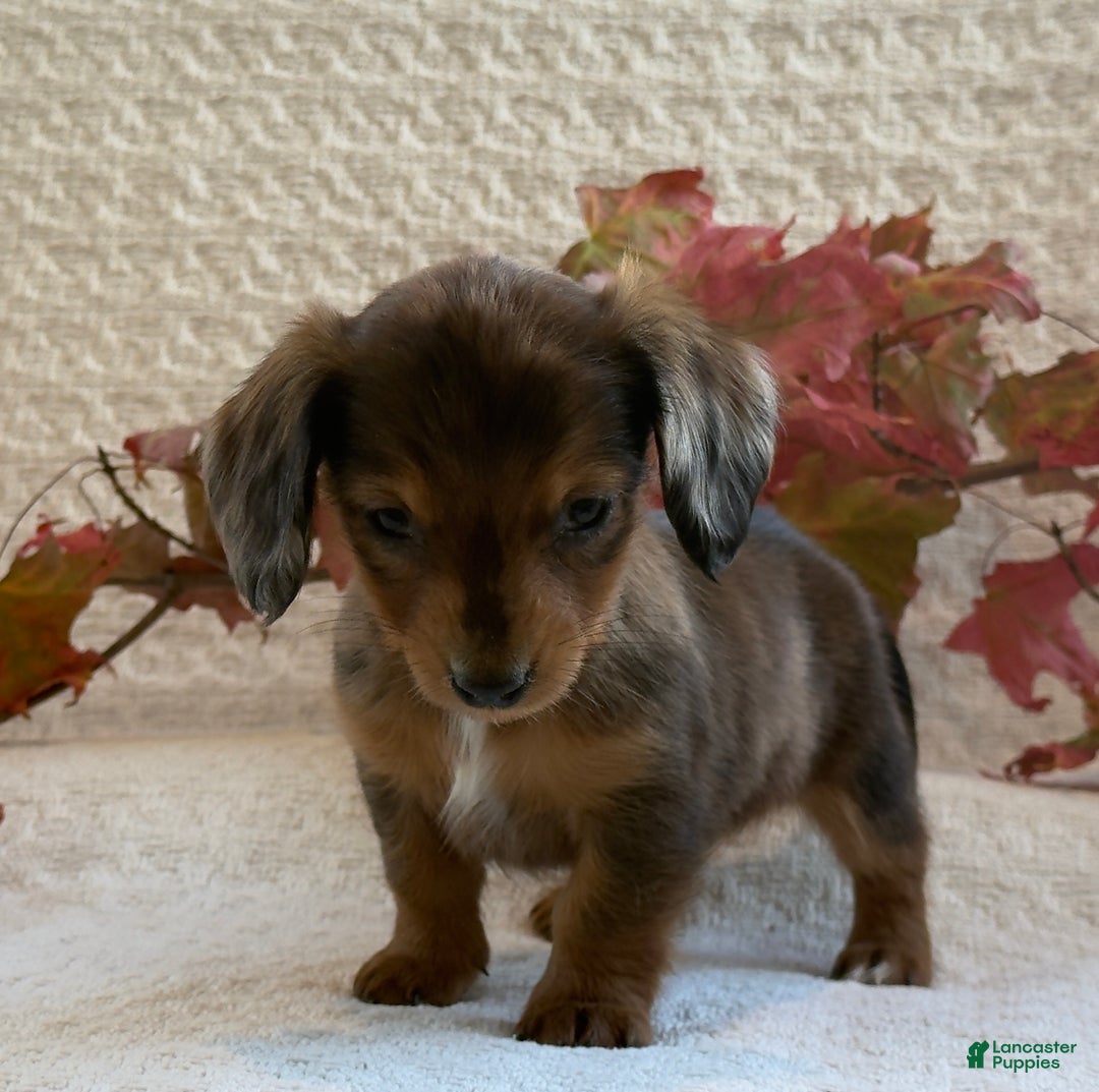 Miniature Dachshund dogs for sale: Mini - Ad 2