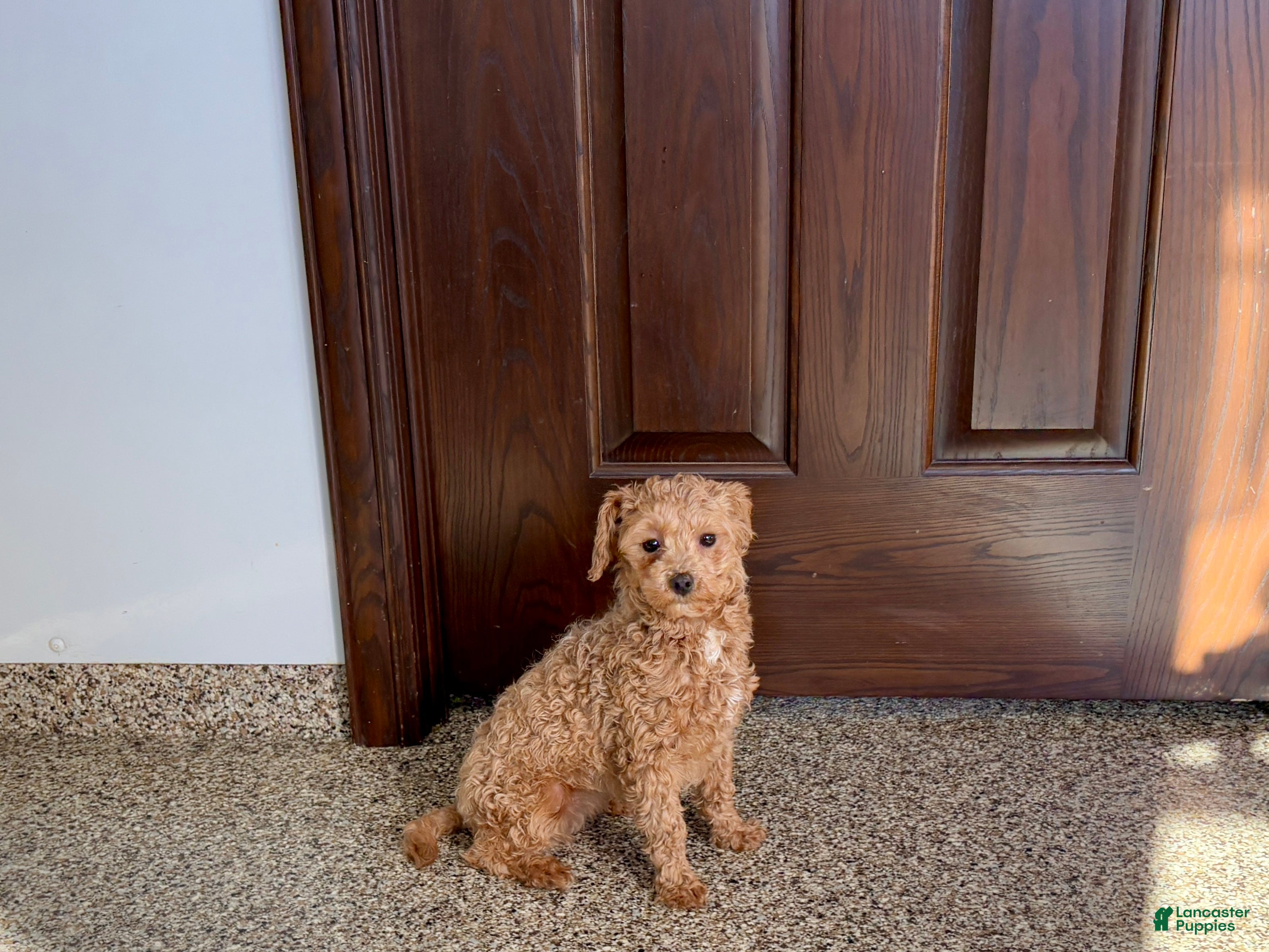 Maltipoo dogs Sherry - Ad 2