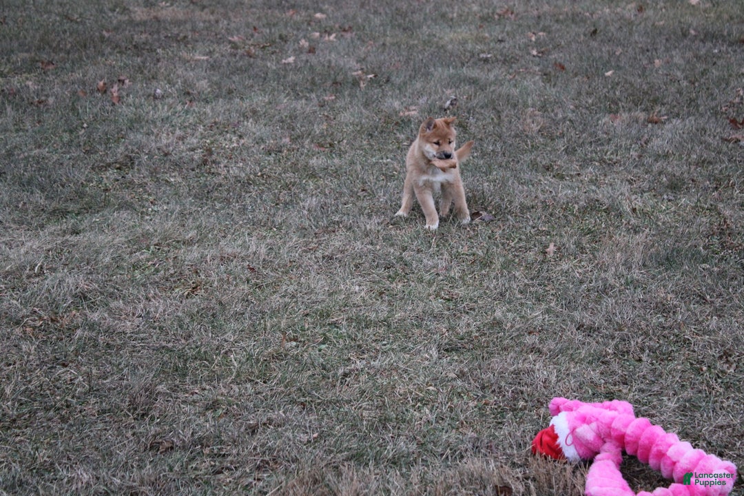 Shiba Inu dogs for sale: Ornament  - Ad 8