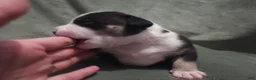 American Bully dogs for sale: American Bully - Wasabi  - Ad 2