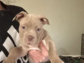 American Bully dogs American Bully Puppy 1 - Ad 31