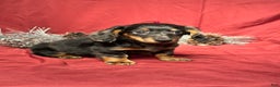 Miniature Dachshund dogs for sale: Easton - Ad 2