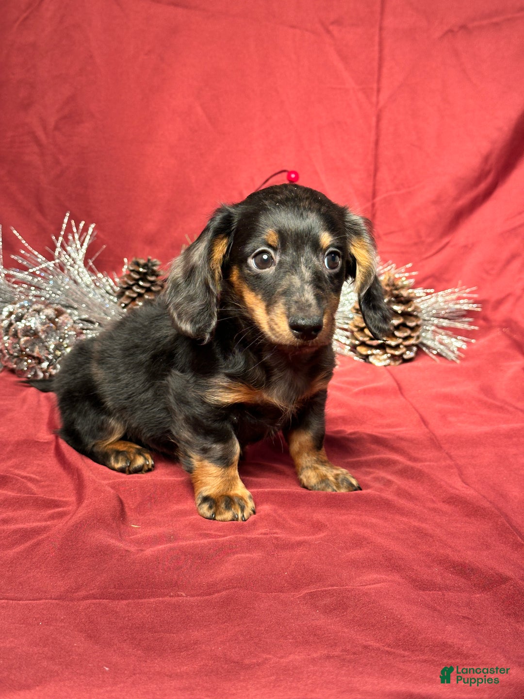 Miniature Dachshund dogs for sale: Easton - Ad 2