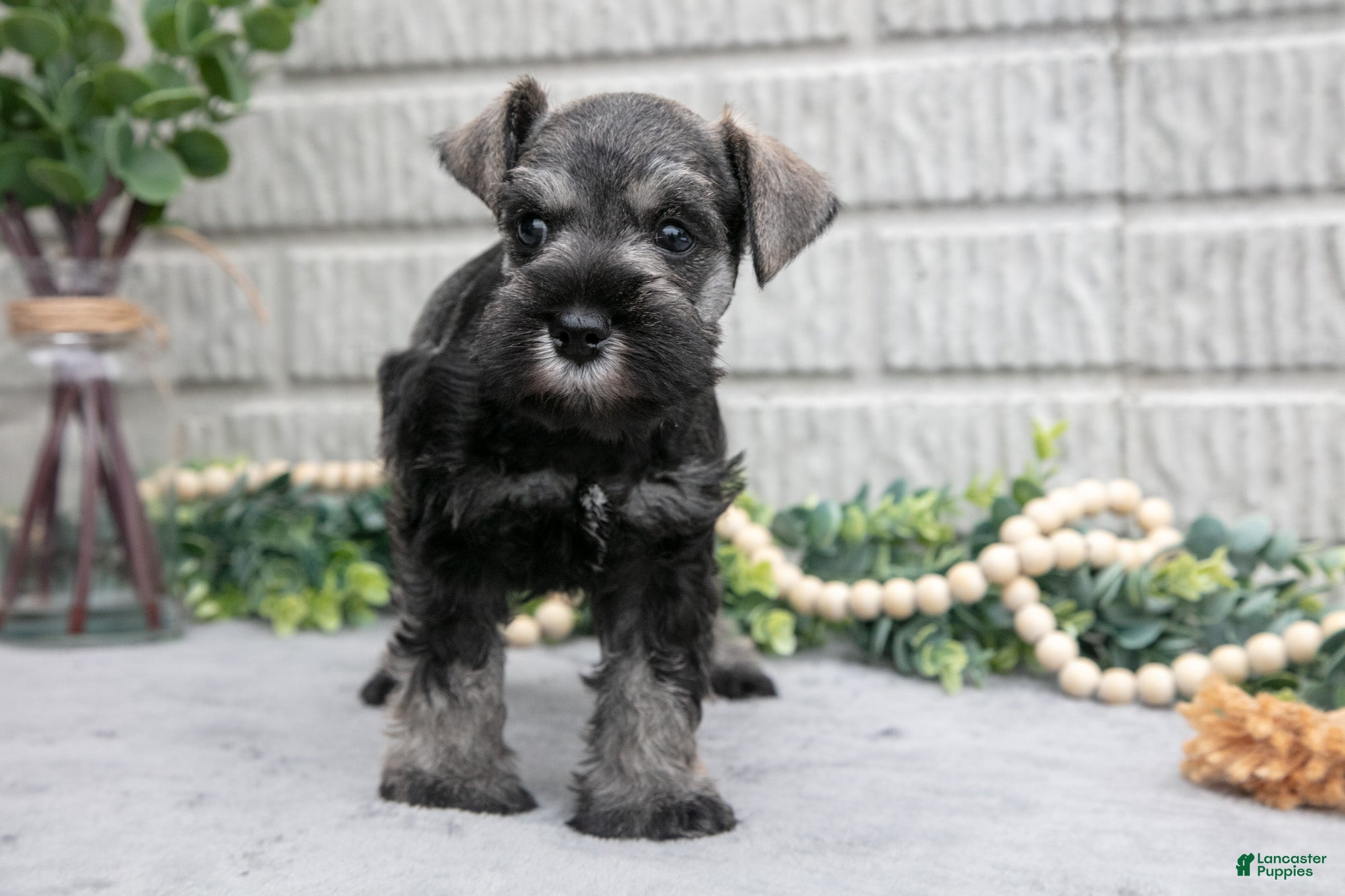 Miniature Schnauzer dogs Maverick - Ad 1