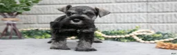 Miniature Schnauzer dogs for sale: Maverick - Ad 1