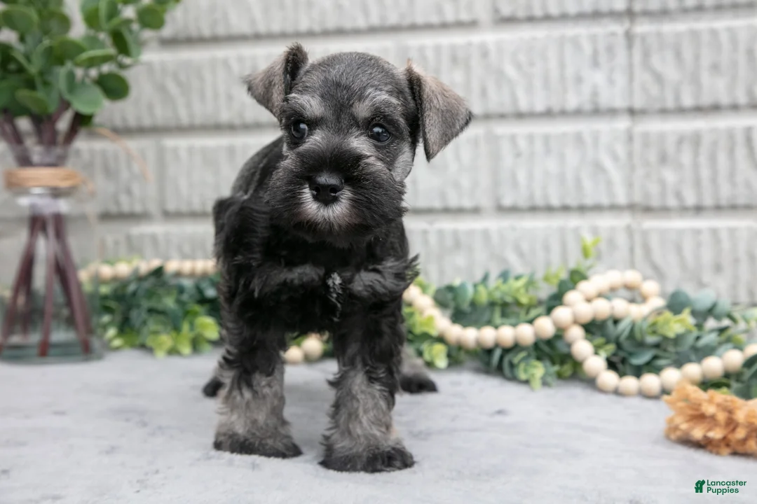 Miniature Schnauzer dogs for sale: Maverick - Ad 1