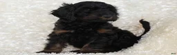 Goldendoodle dogs for sale: Dusty - Ad 5